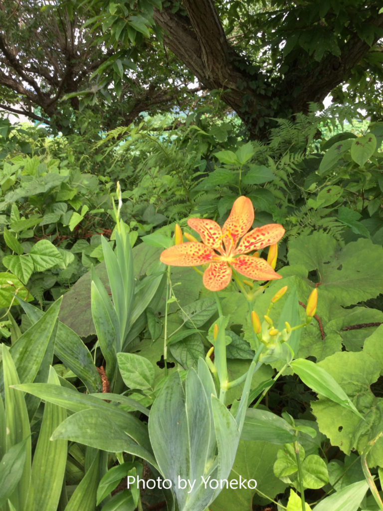 Leopard flower