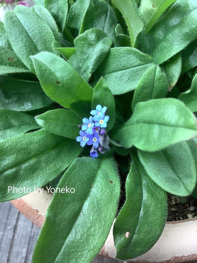 forget-me-not