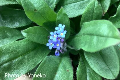 forget-me-not