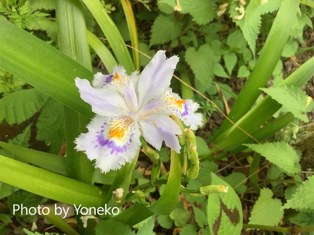 fringed iris