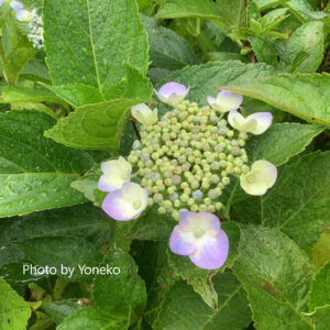 hydrangea in chichibu