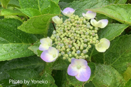 hydrangea