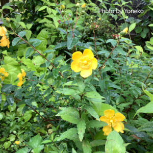 金糸梅／st.John's wort